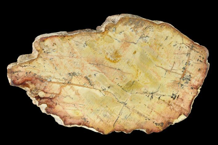 Petrified Wood (Araucaria) Slab - Madagascar #139572
